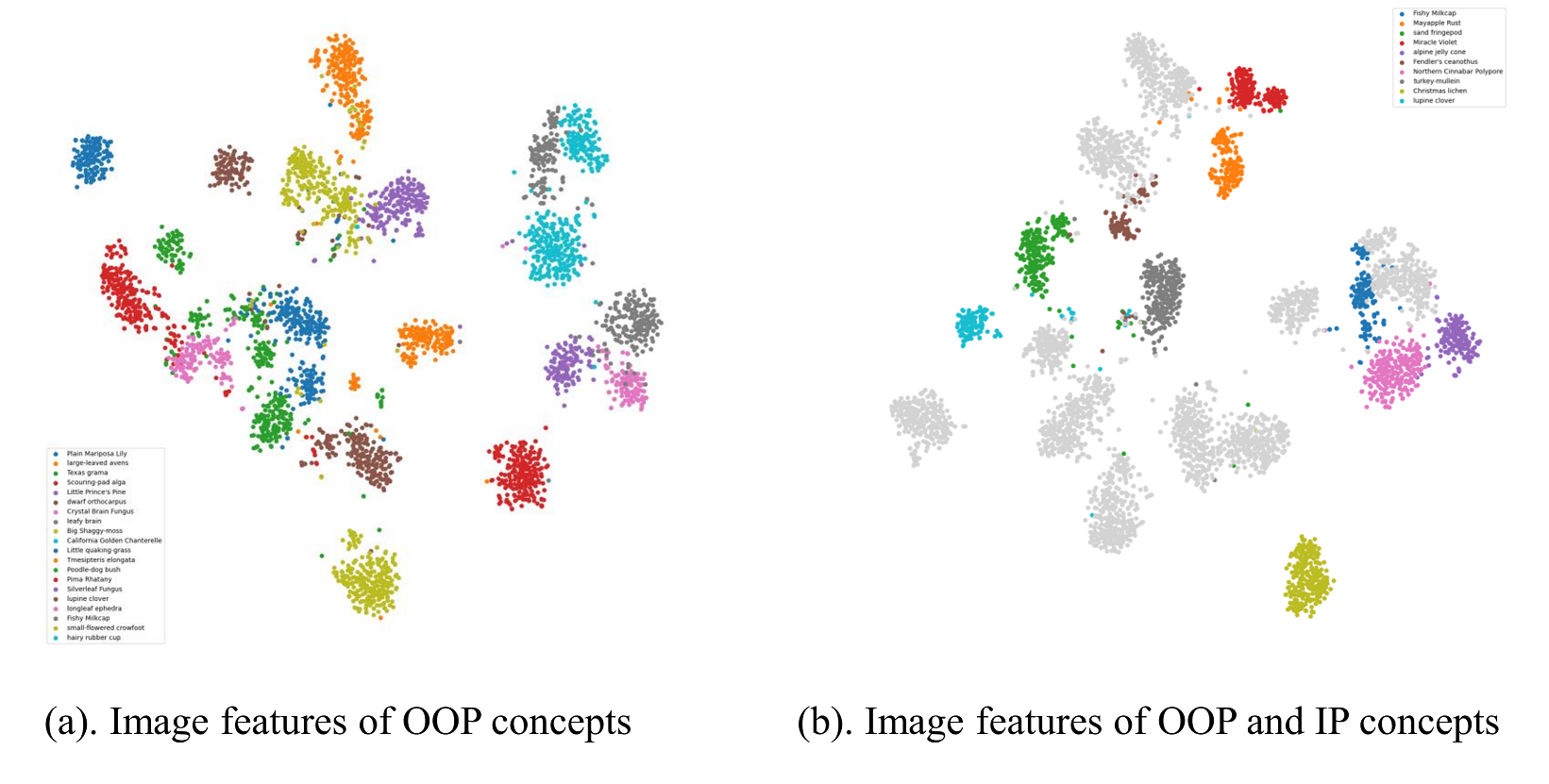 t-SNE visualization of image features